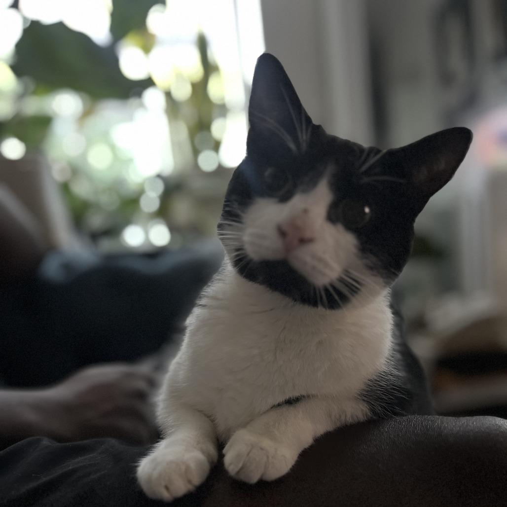 Luly (Beauty), a Adoptable Domestic Short Hair in New York, NY image 3/6