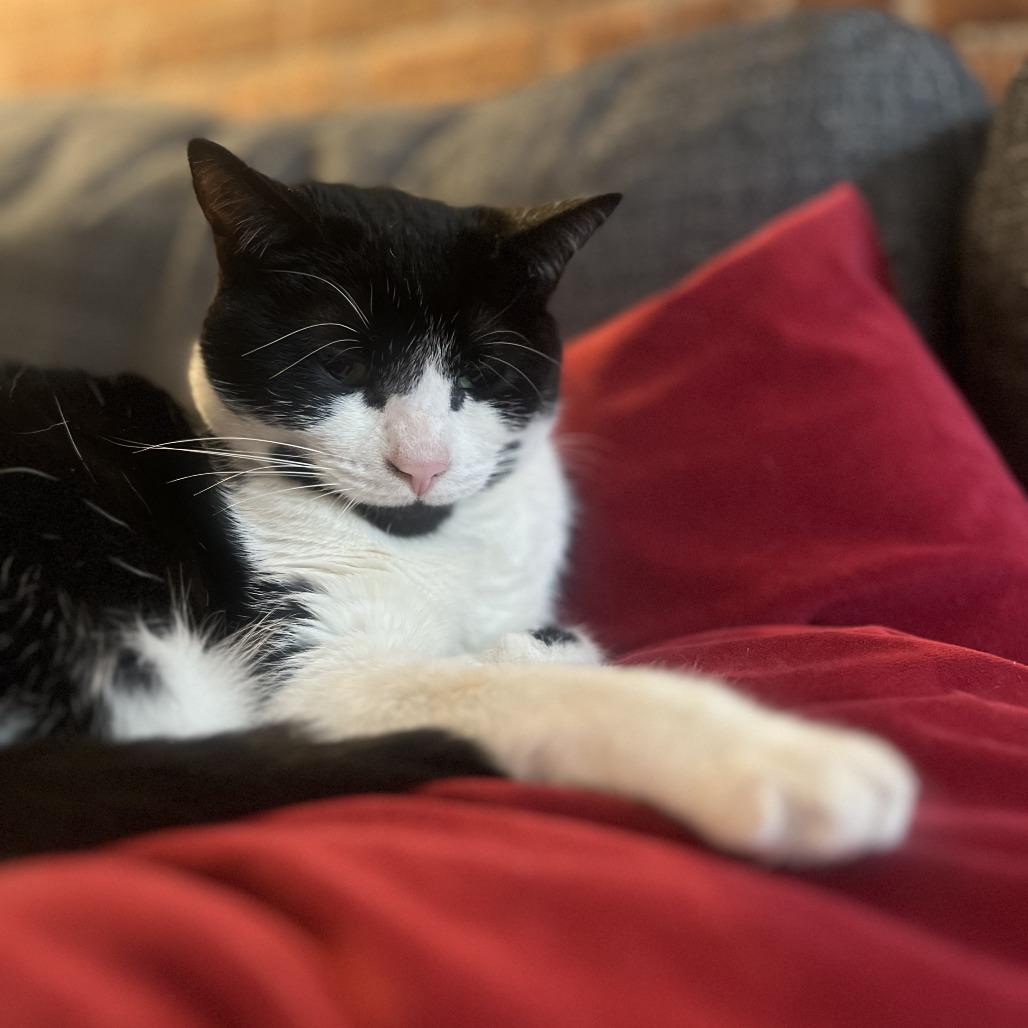 Luly (Beauty), a Adoptable Domestic Short Hair in New York, NY image 4/6