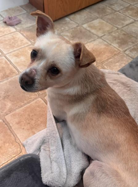 Joey — thumbnail 2