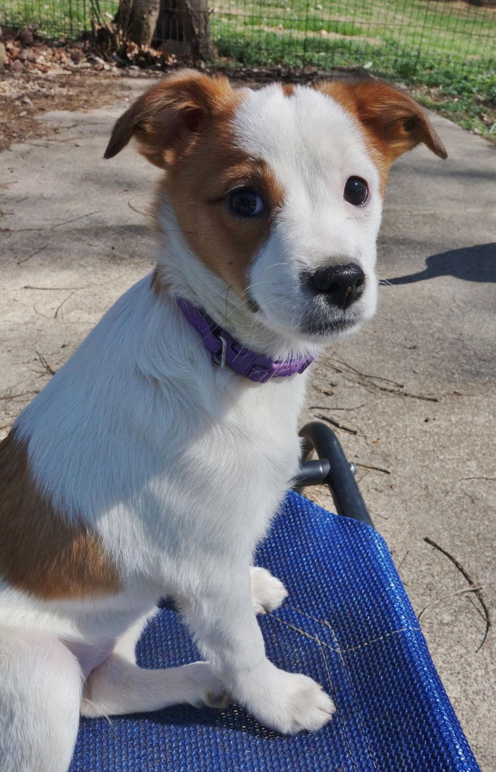 Josie, Adoptable, Puppy Female Jack Russell Terrier.