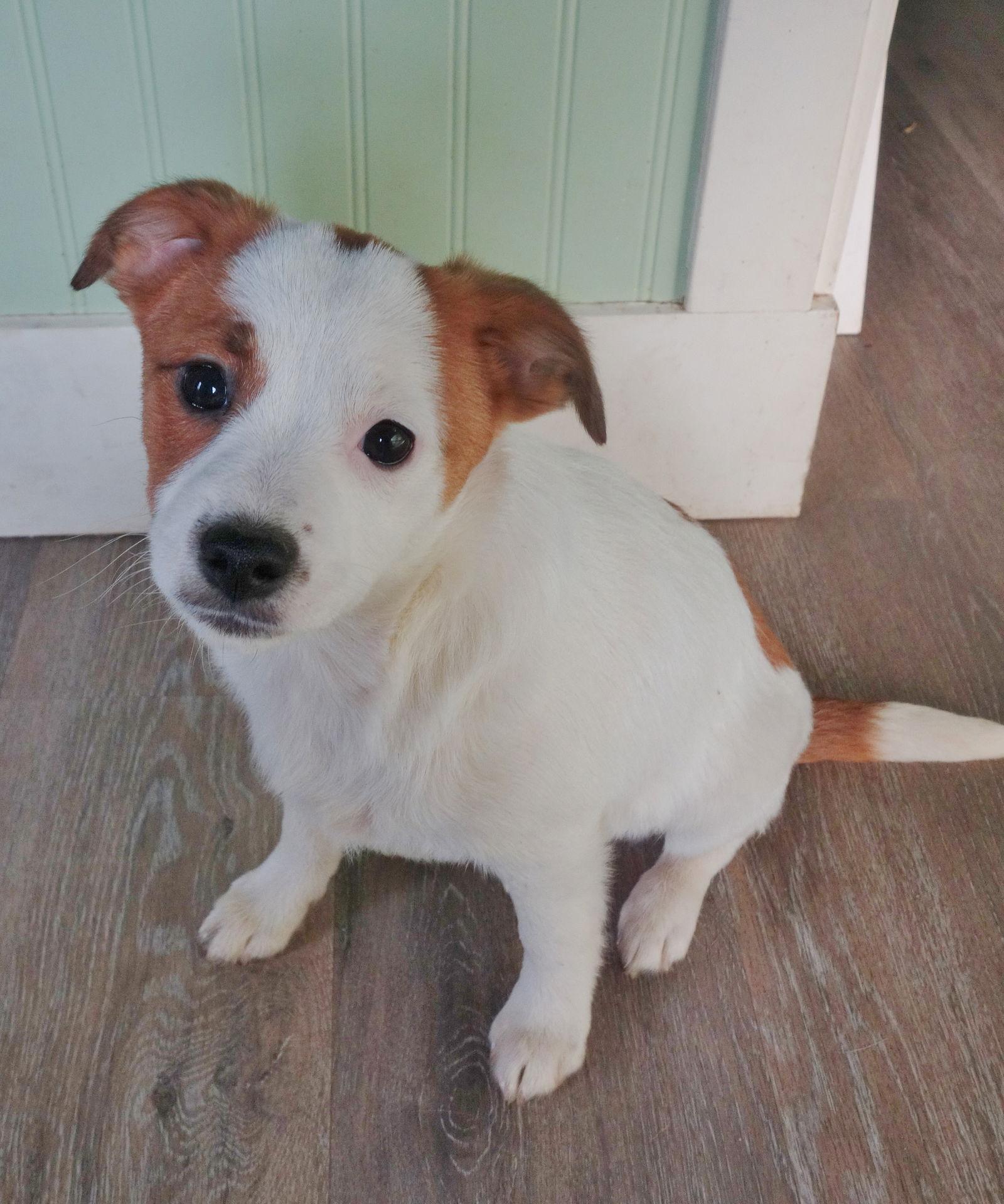 Enlarge Josie, a Adoptable Jack Russell Terrier in Fort Thomas, KY image 2/3
