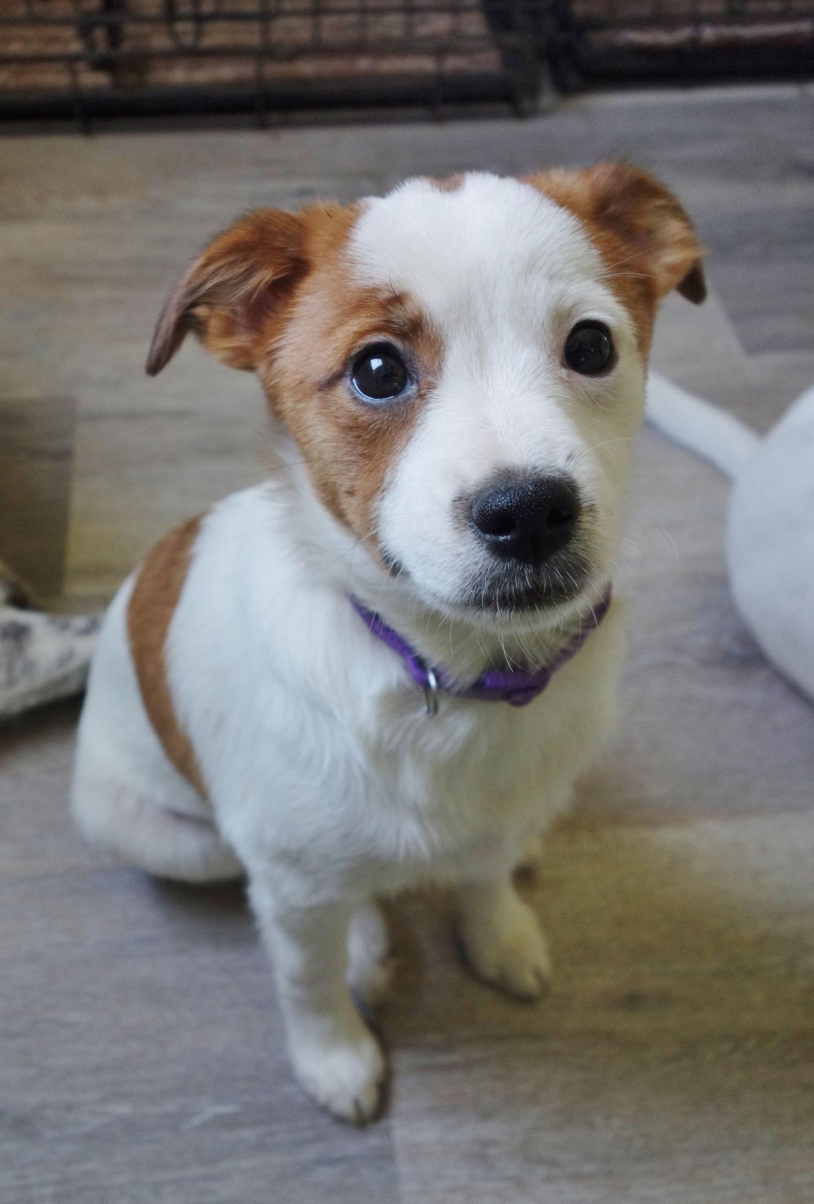 Enlarge Josie, a Adoptable Jack Russell Terrier in Fort Thomas, KY image 3/3