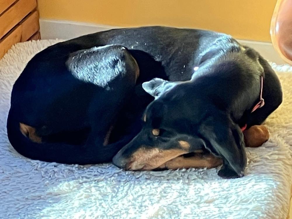 Jeaux, Adoptable, Senior Female Coonhound.