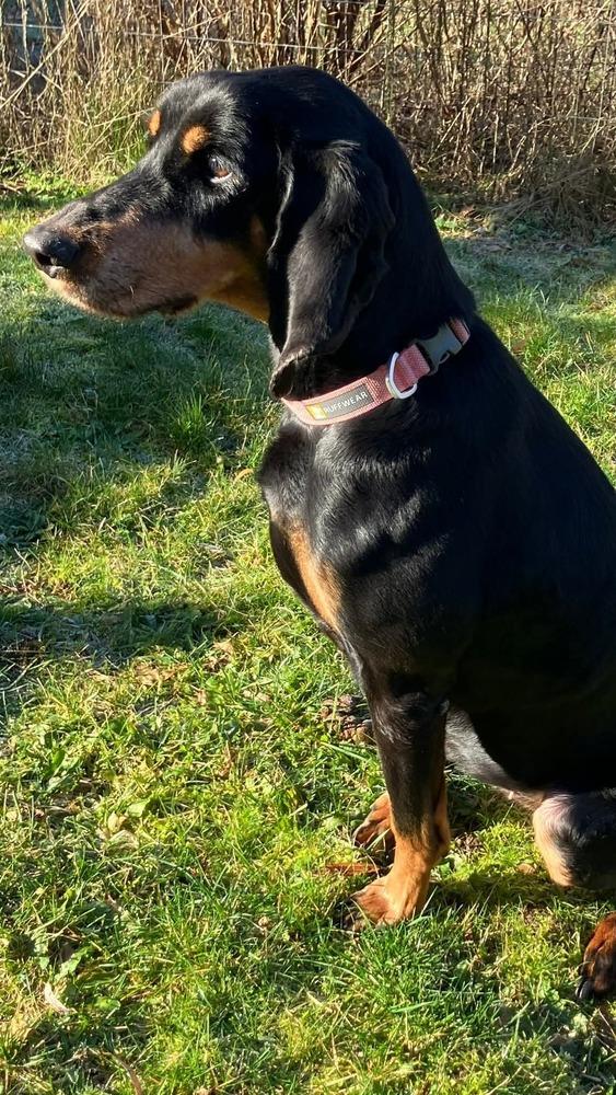 Enlarge Jeaux, a Adoptable Coonhound in Bellingham, WA image 2/6