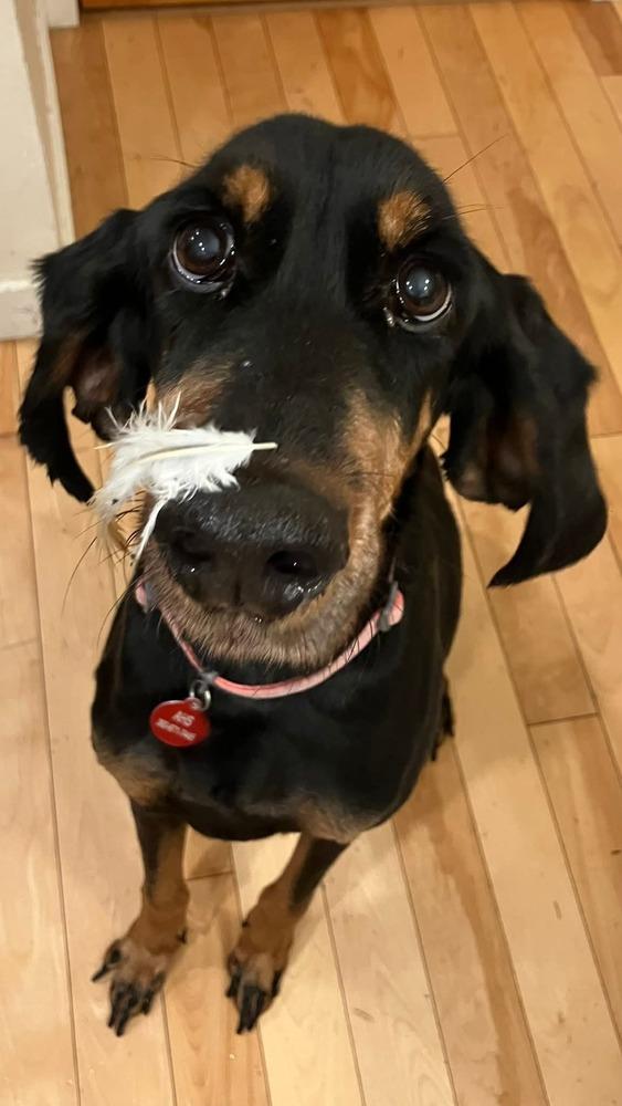 Enlarge Jeaux, a Adoptable Coonhound in Bellingham, WA image 3/6