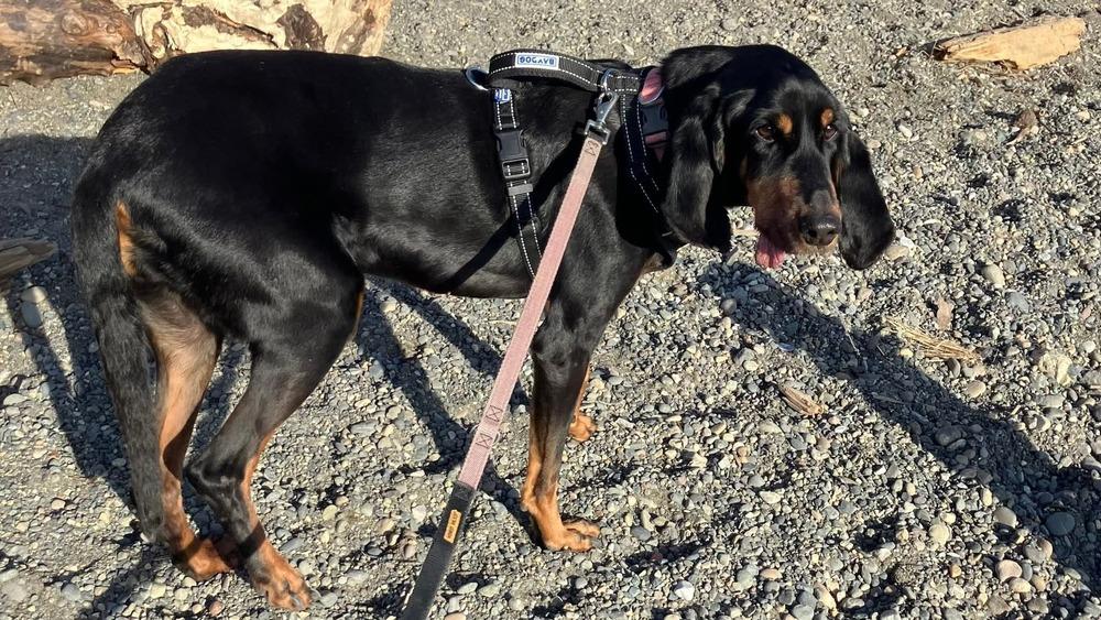 Enlarge Jeaux, a Adoptable Coonhound in Bellingham, WA image 4/6