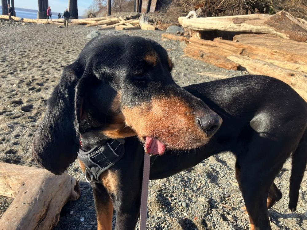 Enlarge Jeaux, a Adoptable Coonhound in Bellingham, WA image 5/6