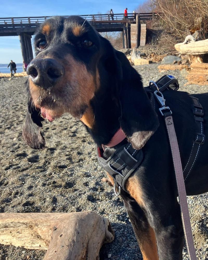Enlarge Jeaux, a Adoptable Coonhound in Bellingham, WA image 6/6