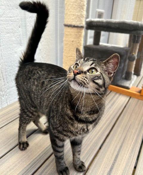 Payton, a Adoptable Domestic Short Hair in Dripping Springs, TX image 1/3