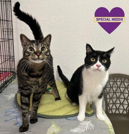 Payton & Melvin, Adoptable, Adult Male Domestic Short Hair.