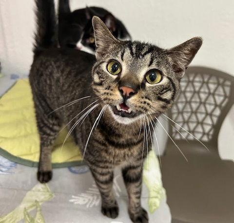 Enlarge Payton & Melvin, a Adoptable Domestic Short Hair in Dripping Springs, TX image 2/3