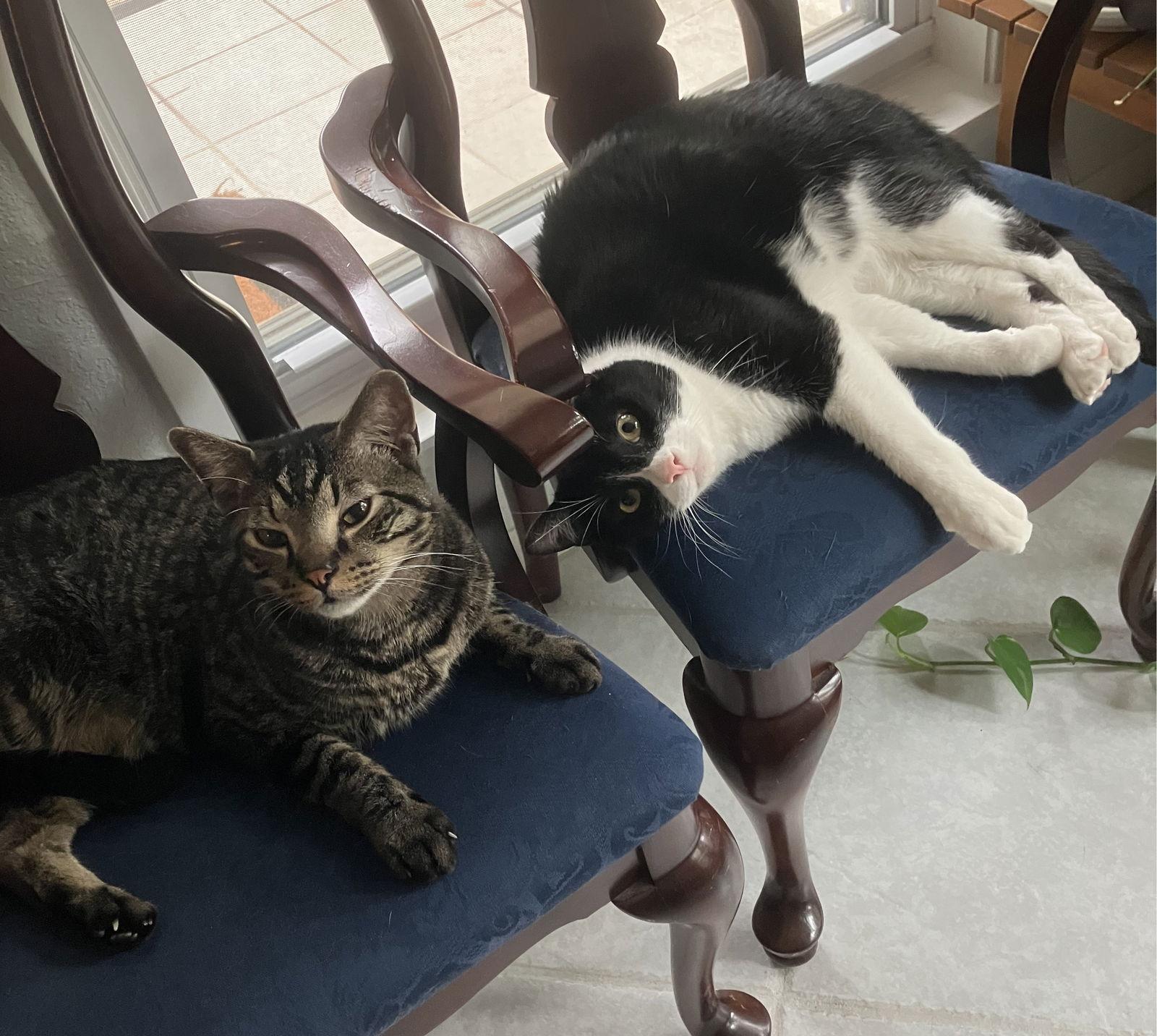 Enlarge Payton & Melvin, a Adoptable Domestic Short Hair in Dripping Springs, TX image 3/3