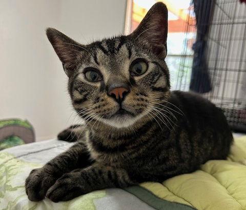 Payton, a Adoptable Domestic Short Hair in Dripping Springs, TX image 3/3