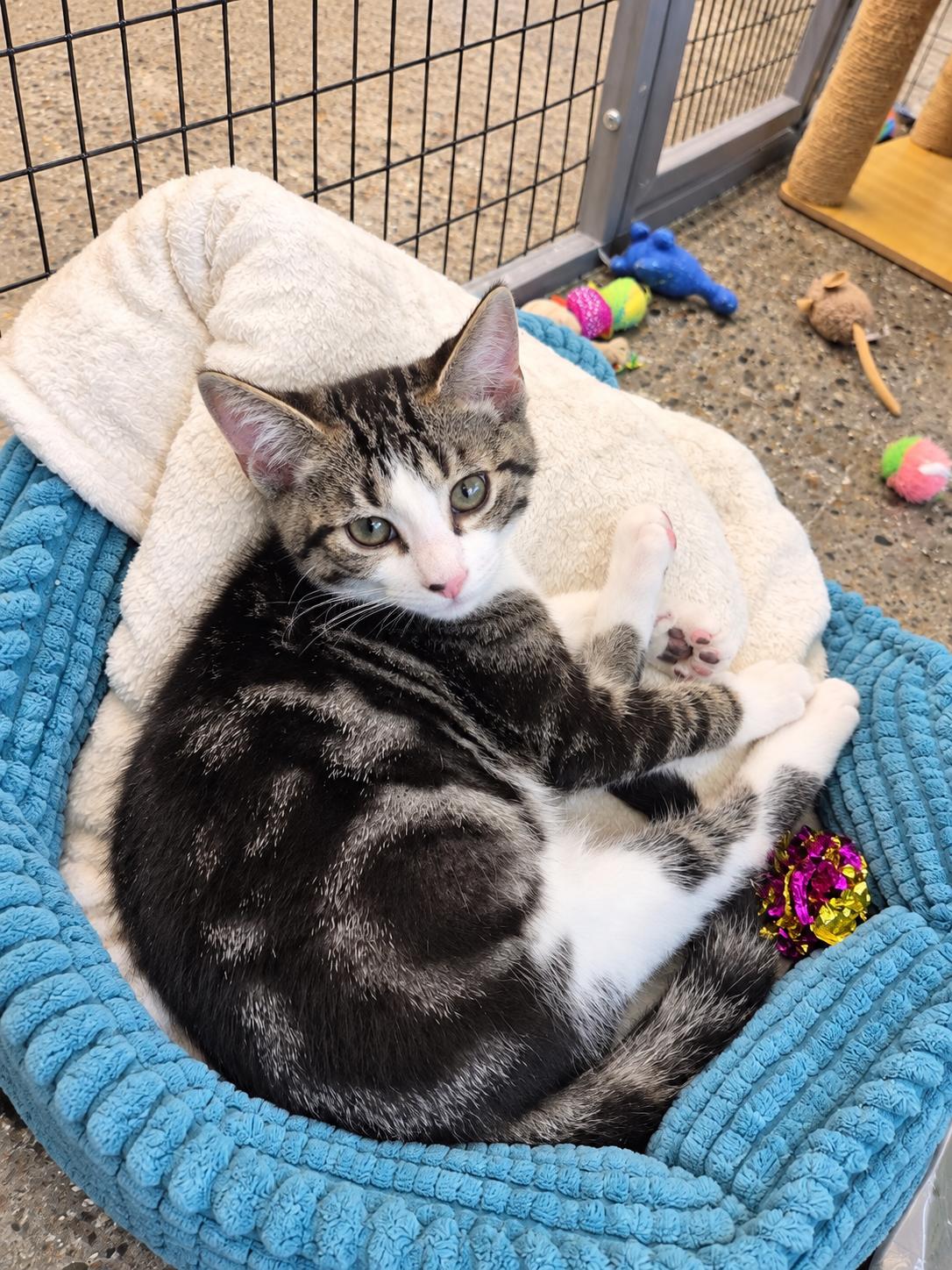 T.C, Adopted, Kitten Male Domestic Short Hair.