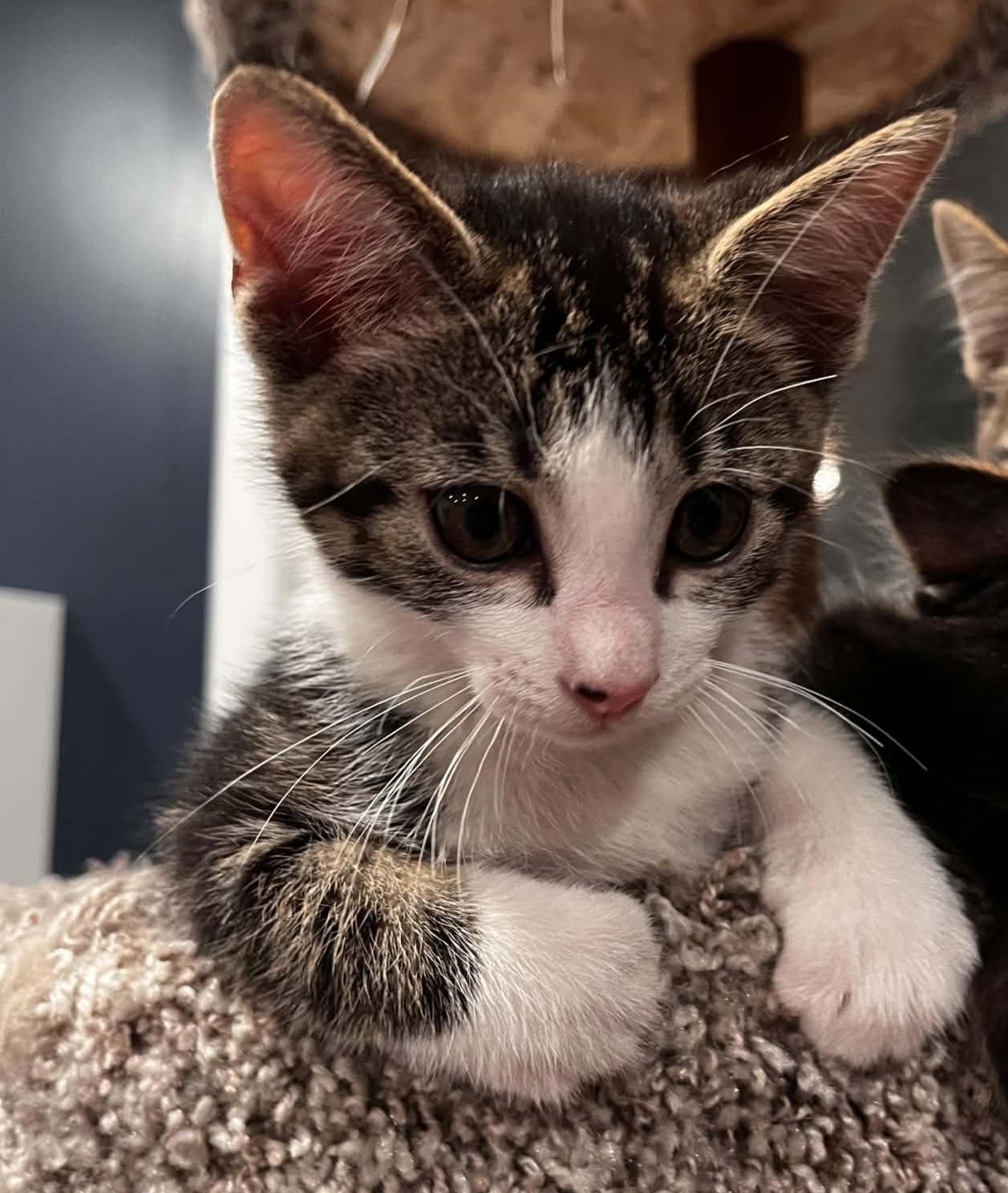 T.C, a ADOPTABLE Domestic Short Hair in Grand Rapids, MI image 2/2
