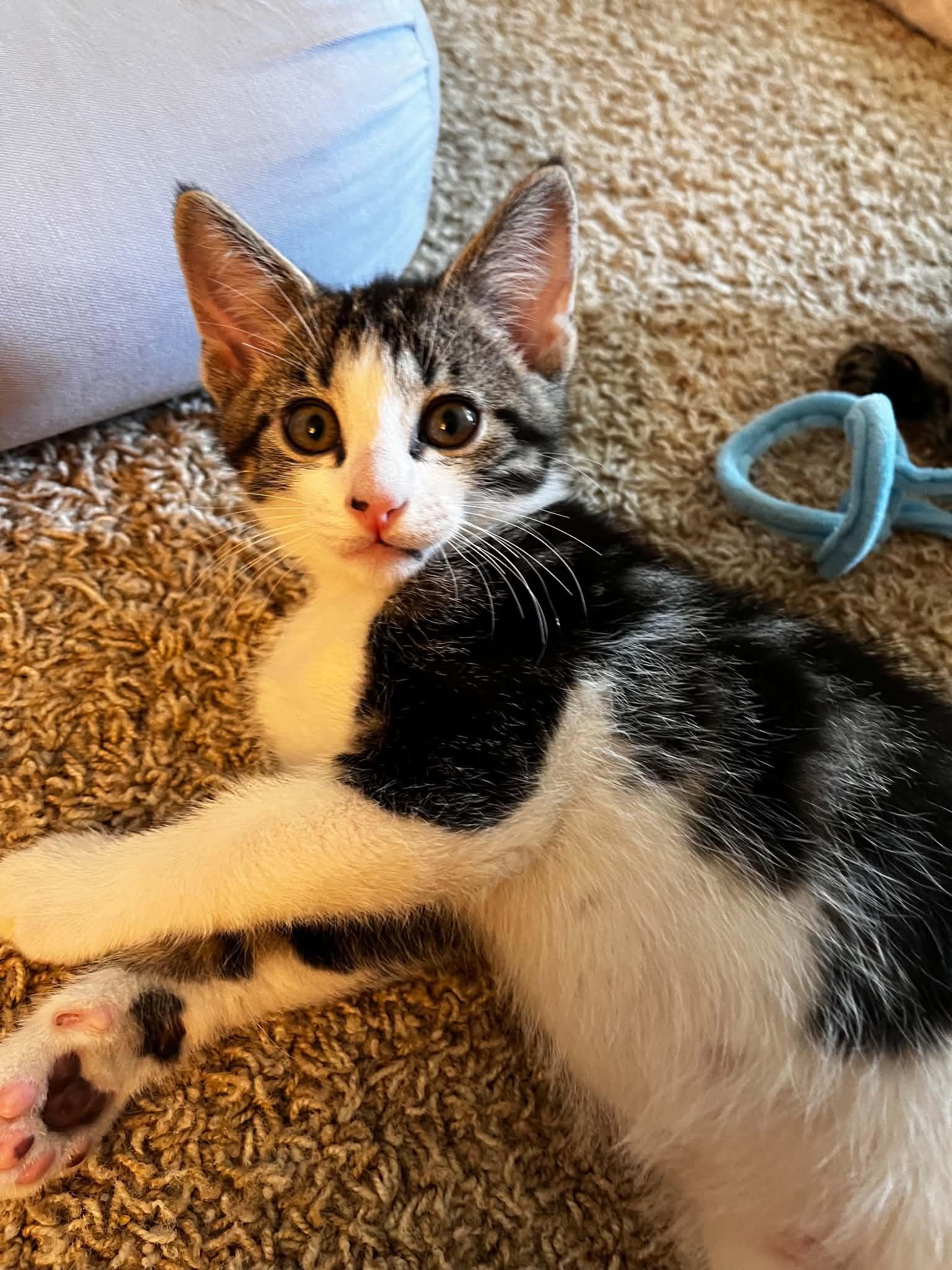 T.C, ADOPTABLE, Kitten Male Domestic Short Hair.