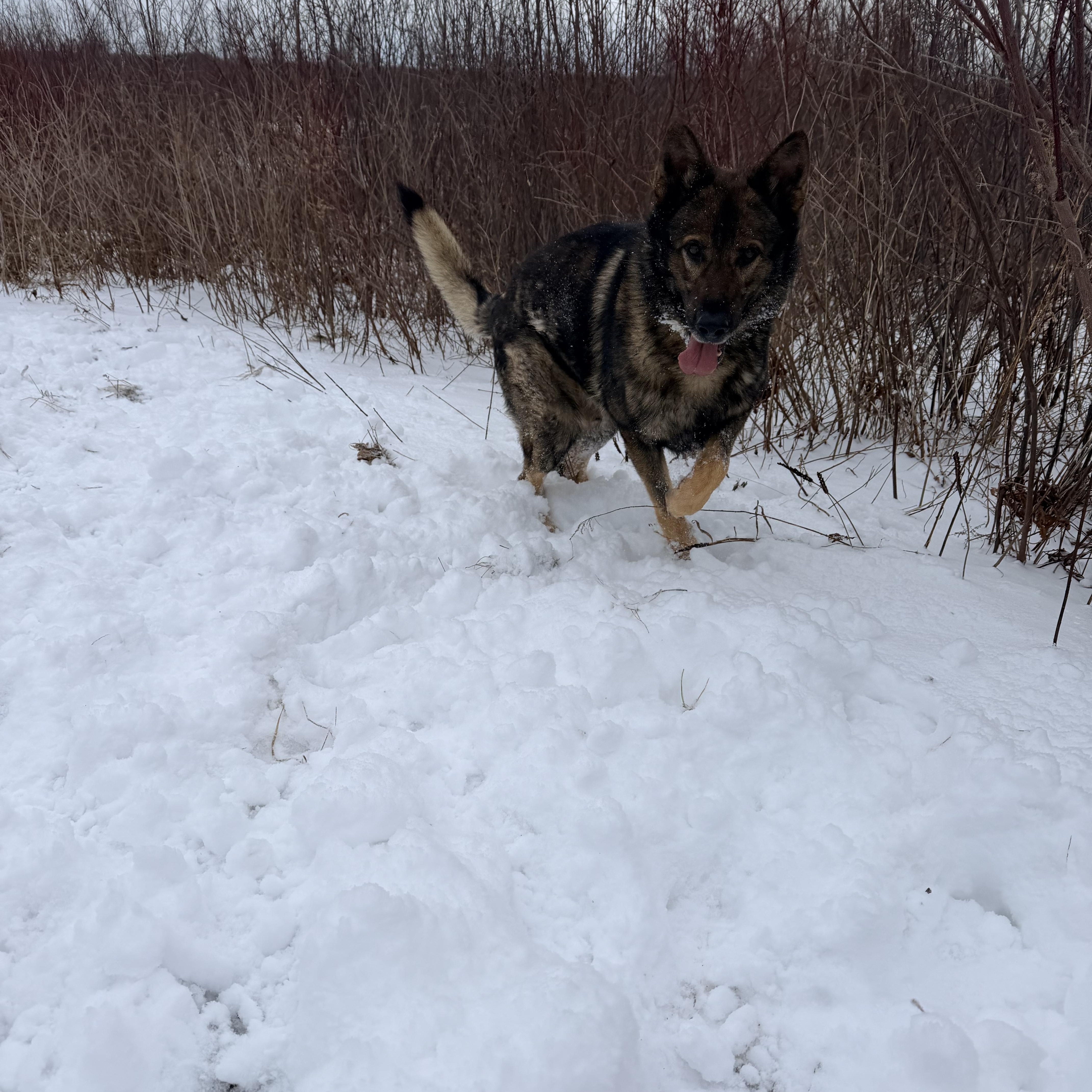 Enlarge Lincoln, a Adoptable German Shepherd Dog in Weston, MA image 6/6