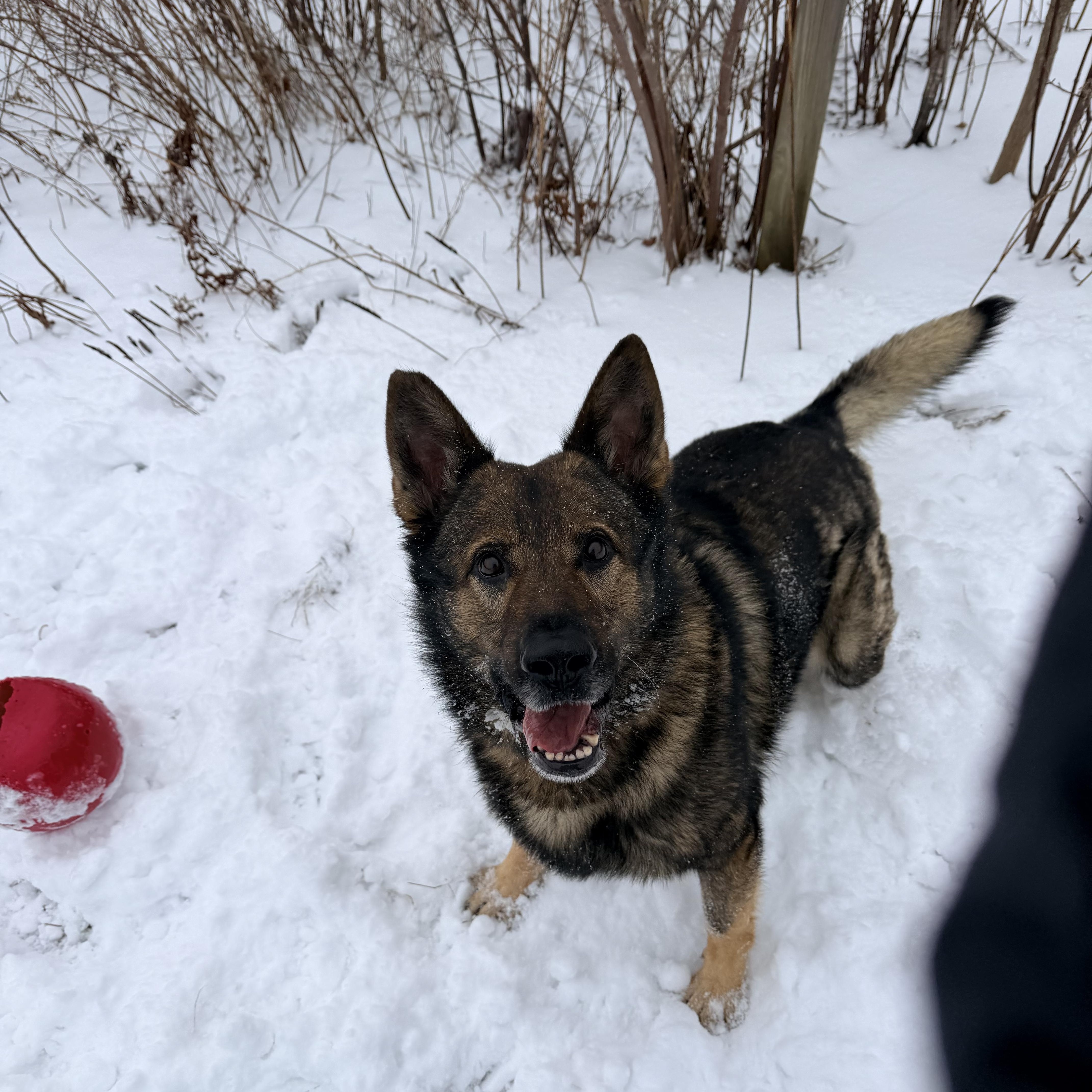 Enlarge Lincoln, a Adoptable German Shepherd Dog in Weston, MA image 3/6