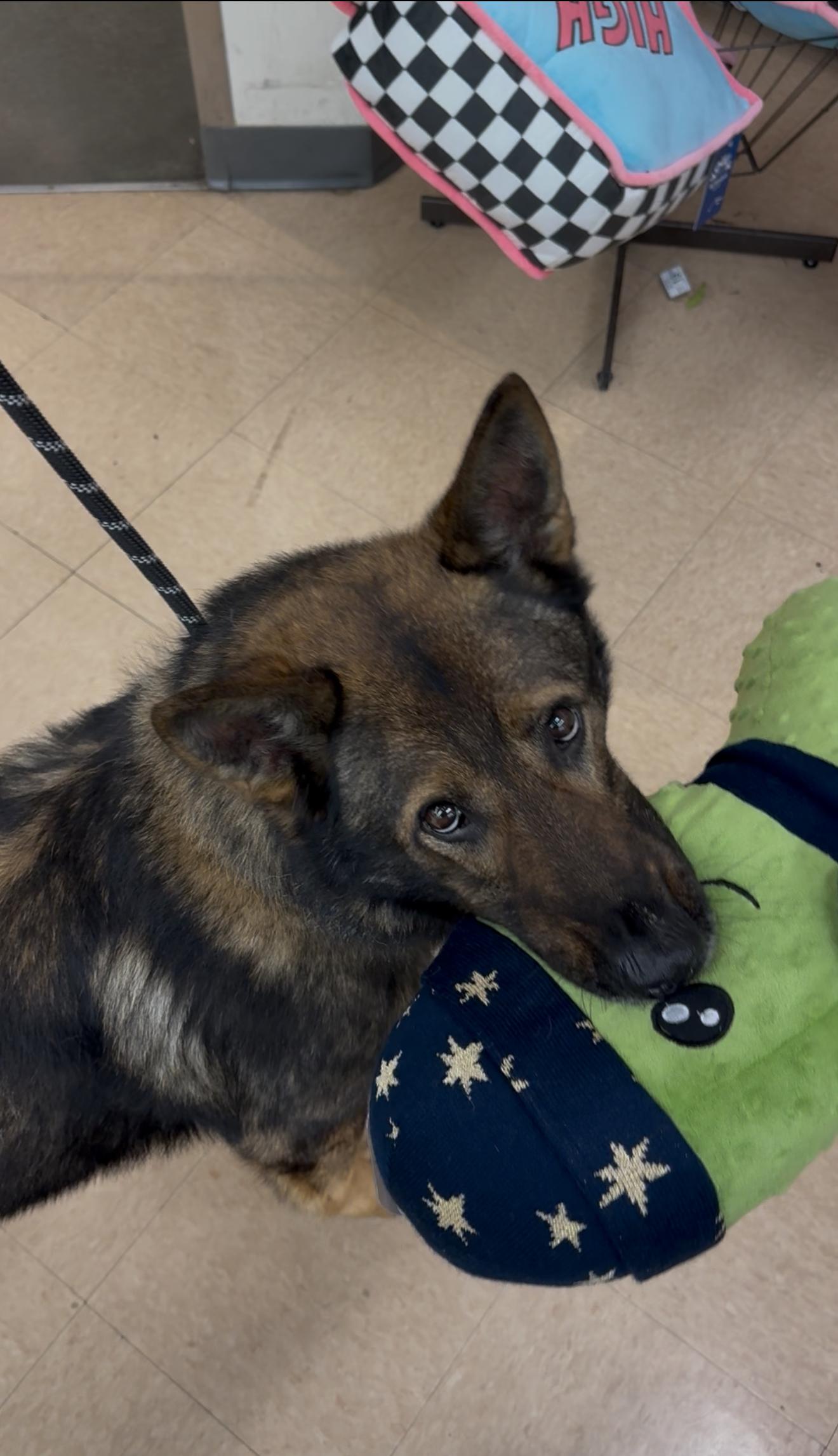 Enlarge Lincoln, a Adoptable German Shepherd Dog in Weston, MA image 4/6