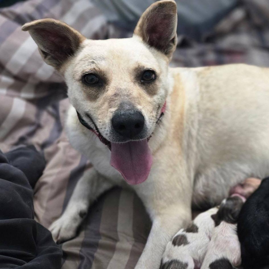 Buzz (Belle's Baby), a Adoptable Mixed Breed in Myrtle Beach, SC image 3/4