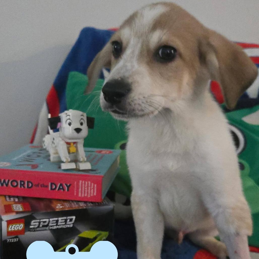 Buzz (Belle's Baby), a Adoptable Mixed Breed in Myrtle Beach, SC image 4/4