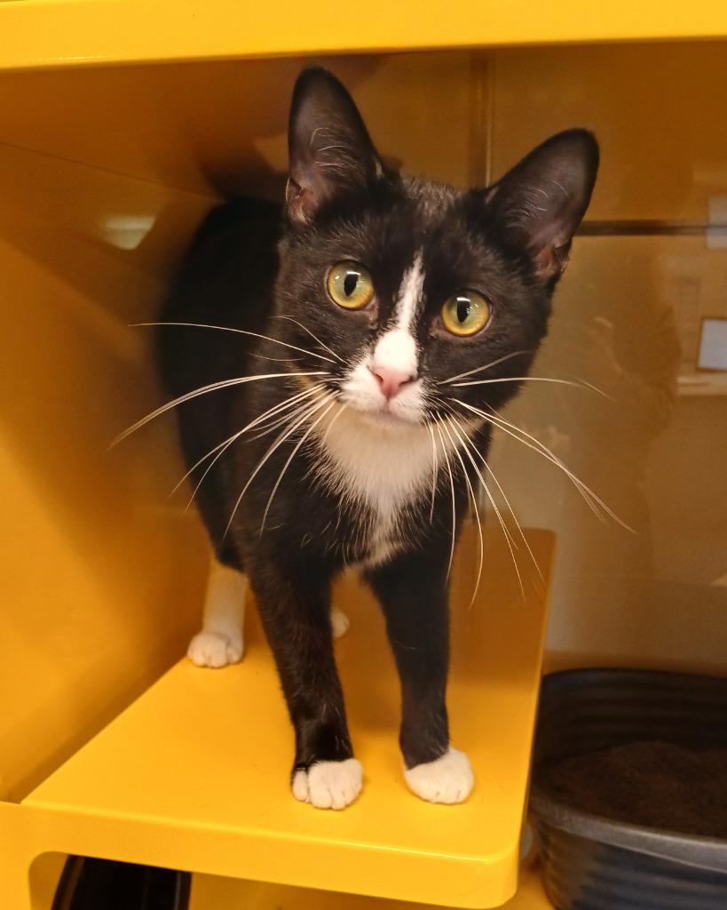 Enlarge Magnus, a Adoptable mixed breed in Ladysmith, WI image 1/4
