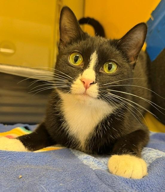Enlarge Magnus, a Adoptable mixed breed in Ladysmith, WI image 2/4