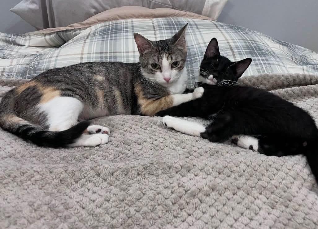 Calla Lyllie, Adoptable, Young Female Calico & Tabby.