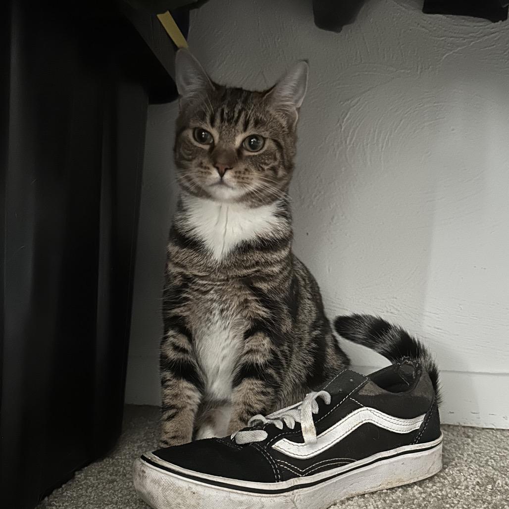 Sydney, Adoptable, Young Female Domestic Short Hair.