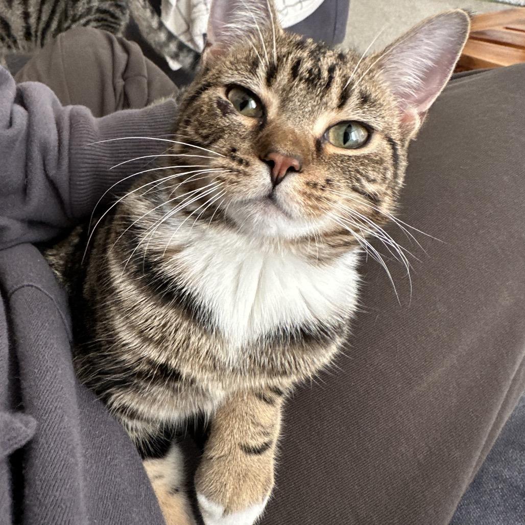 Sydney, a Adoptable Domestic Short Hair in CHRISTIANSBURG, VA image 2/6