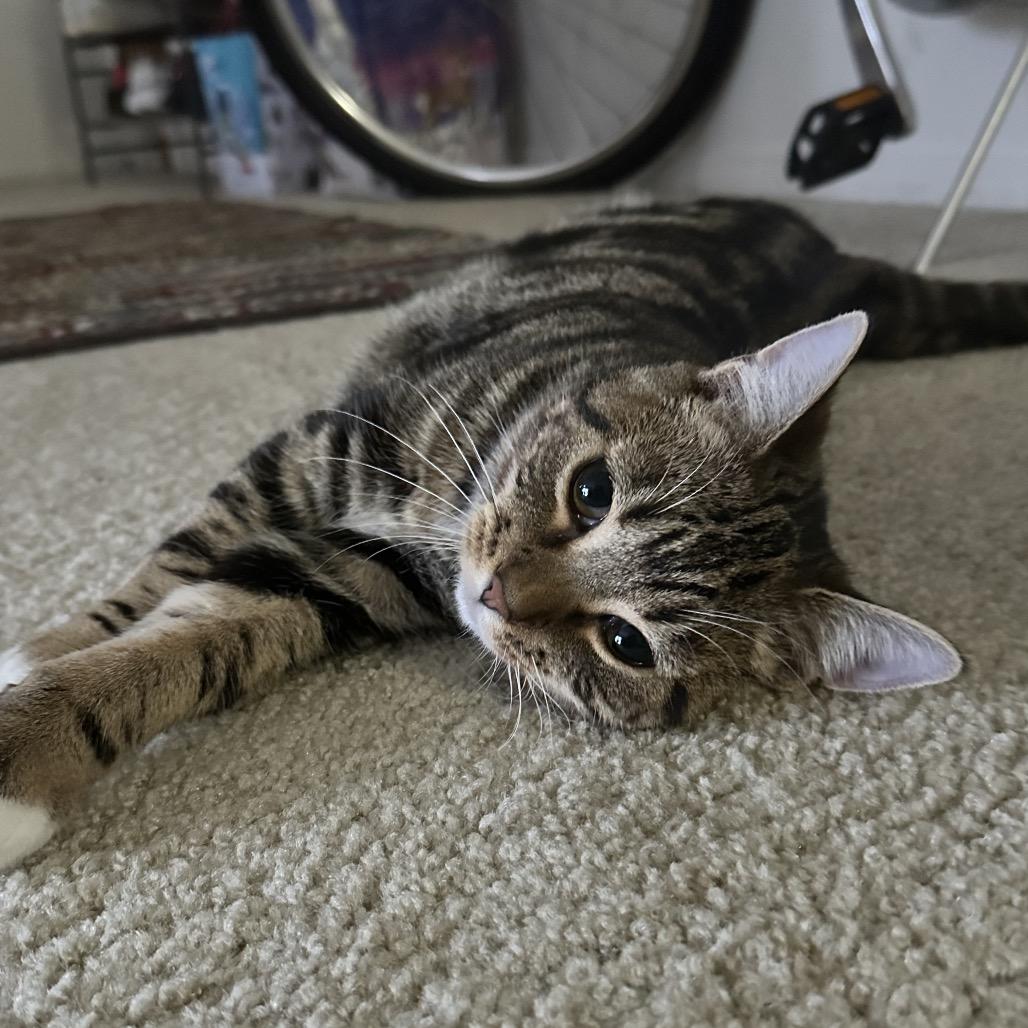 Sydney, a Adoptable Domestic Short Hair in CHRISTIANSBURG, VA image 3/6