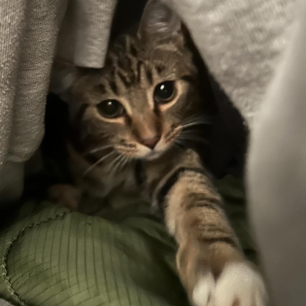 Sydney, a Adoptable Domestic Short Hair in CHRISTIANSBURG, VA image 4/6