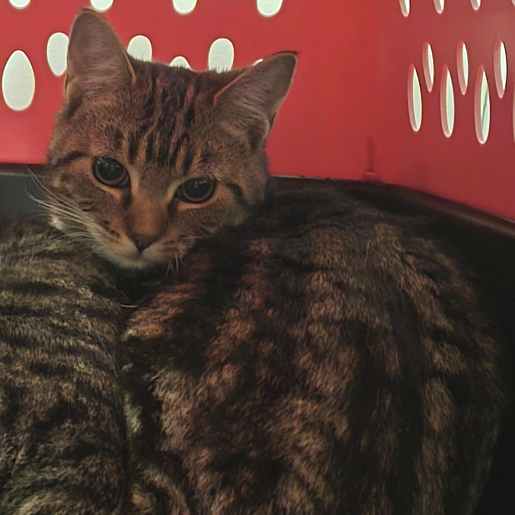 Sydney, a Adoptable Domestic Short Hair in CHRISTIANSBURG, VA image 5/6