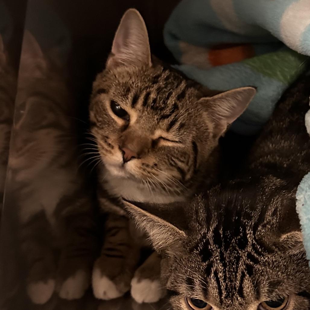 Sydney, a Adoptable Domestic Short Hair in CHRISTIANSBURG, VA image 6/6