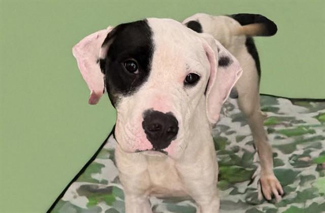 Enlarge IRELAND, a Adoptable mixed breed in Fort Lauderdale, FL image 1/1
