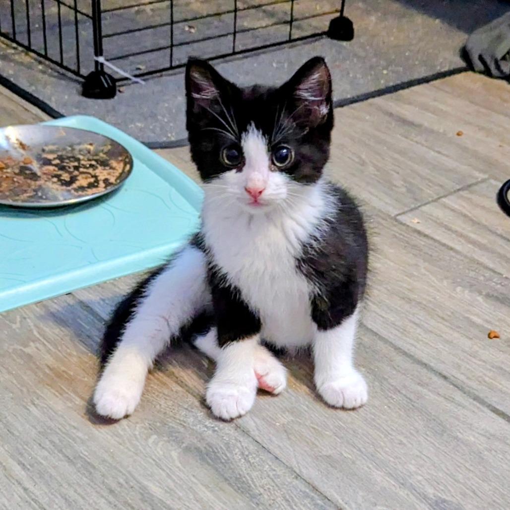 Enlarge Vandal, a Adoptable Domestic Short Hair in Newcastle, OK image 1/1