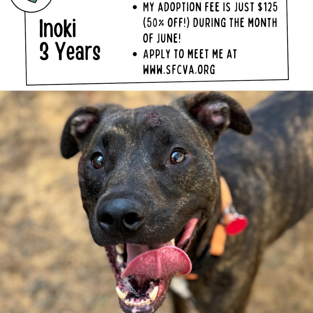 Inoki, a Adoptable mixed breed in Fredericksburg, VA image 1/6