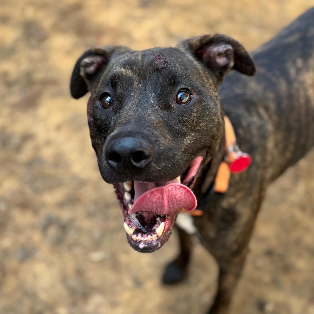 Inoki, a Adoptable mixed breed in Fredericksburg, VA image 2/6