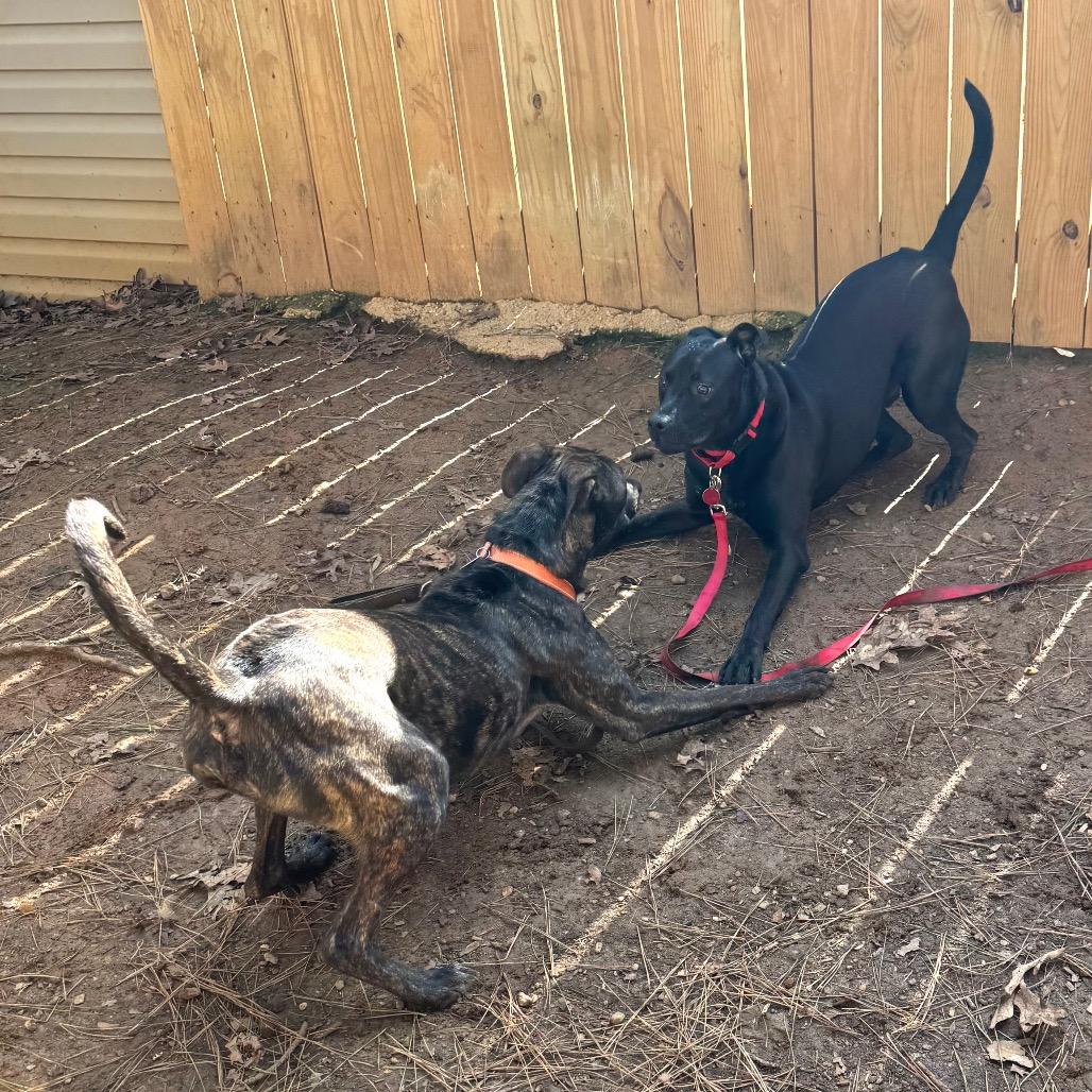 Inoki, Adoptable, Adult Male Mixed Breed & Mixed Breed.
