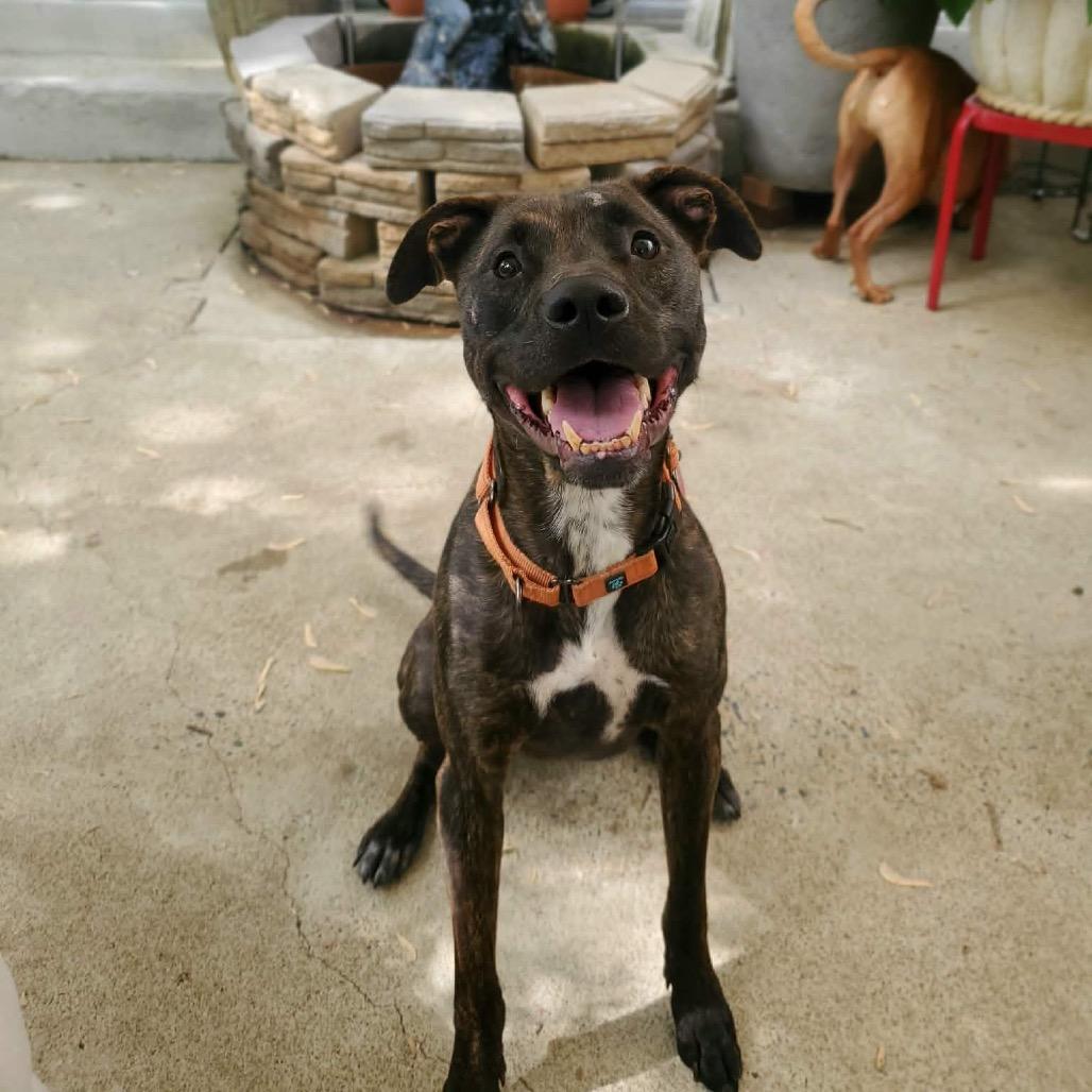 Inoki, a Adoptable mixed breed in Fredericksburg, VA image 2/6