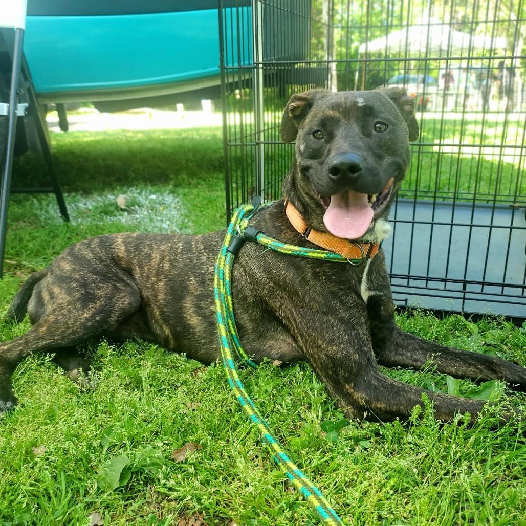 Inoki, a Adoptable mixed breed in Fredericksburg, VA image 3/6