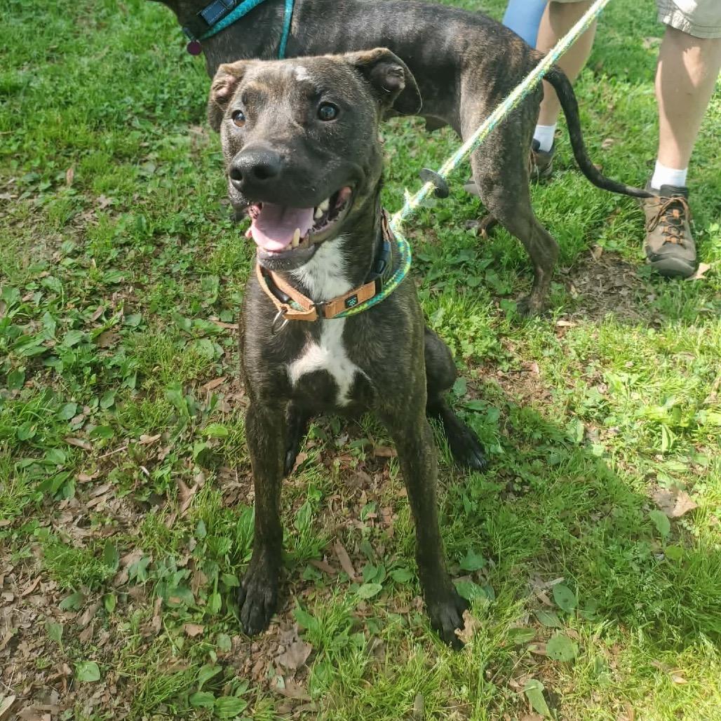 Inoki, a Adoptable mixed breed in Fredericksburg, VA image 4/6
