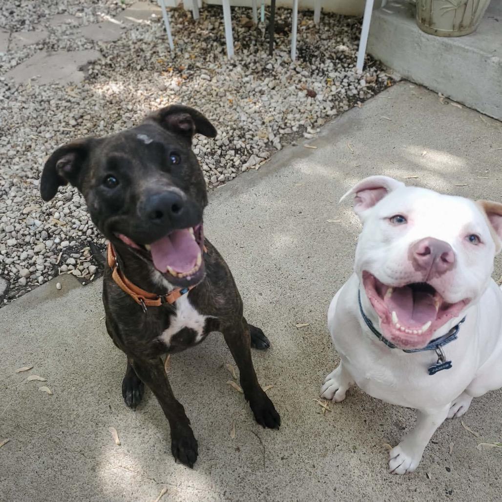 Inoki, a Adoptable mixed breed in Fredericksburg, VA image 6/6
