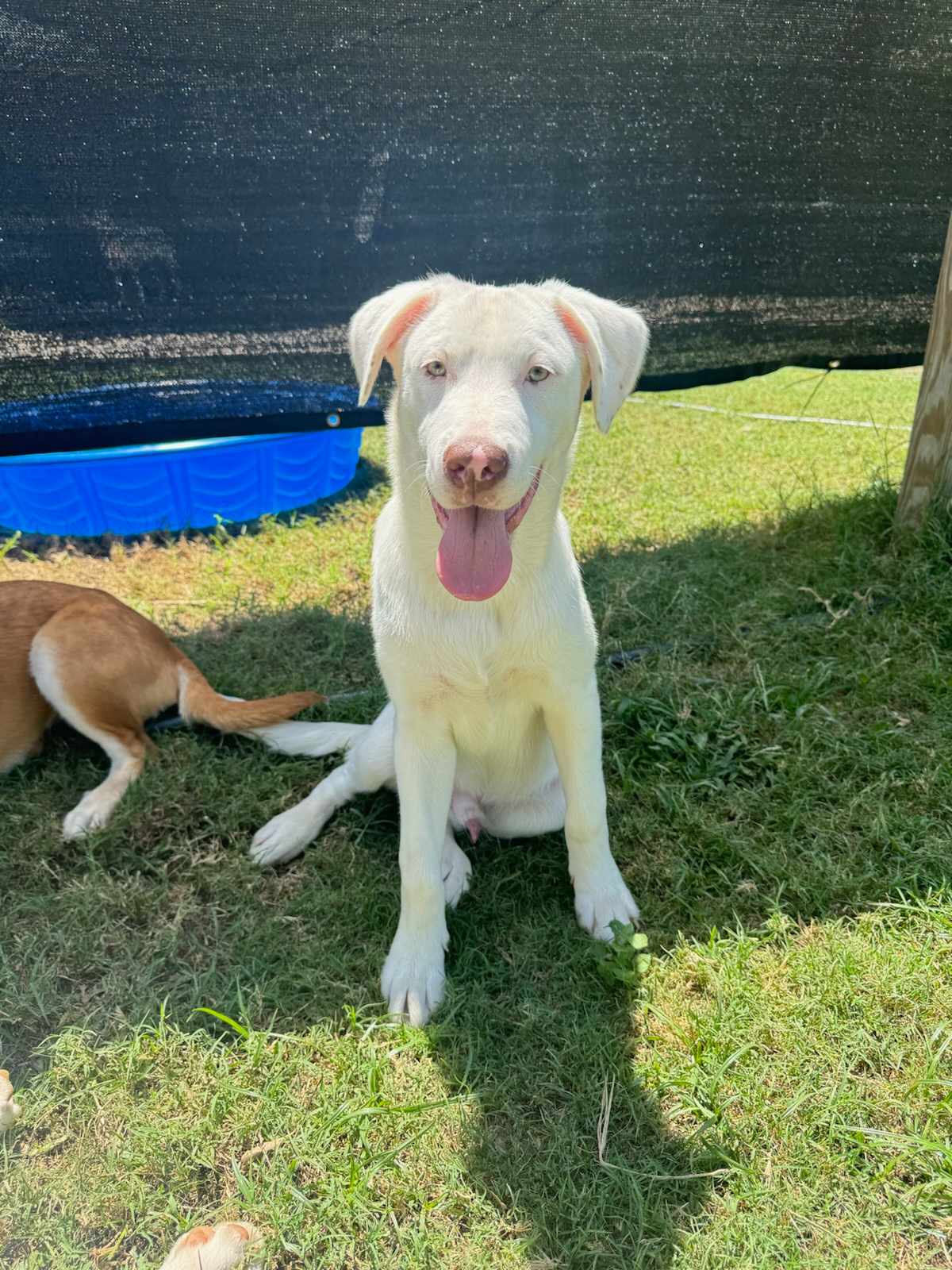 Yuki, Adoptable, Puppy Male Husky.