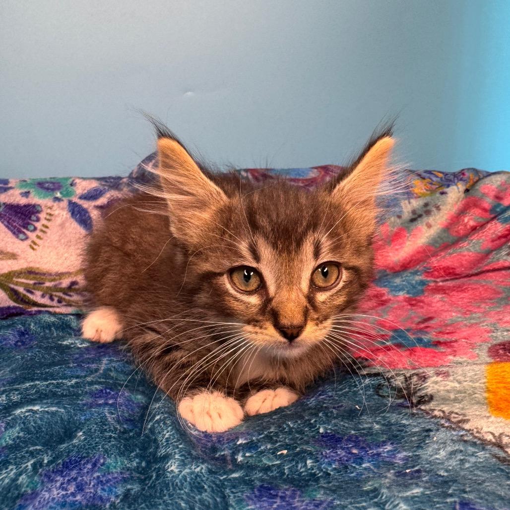 Josh Paramore, a Adoptable Domestic Medium Hair in San Antonio, TX image 1/6