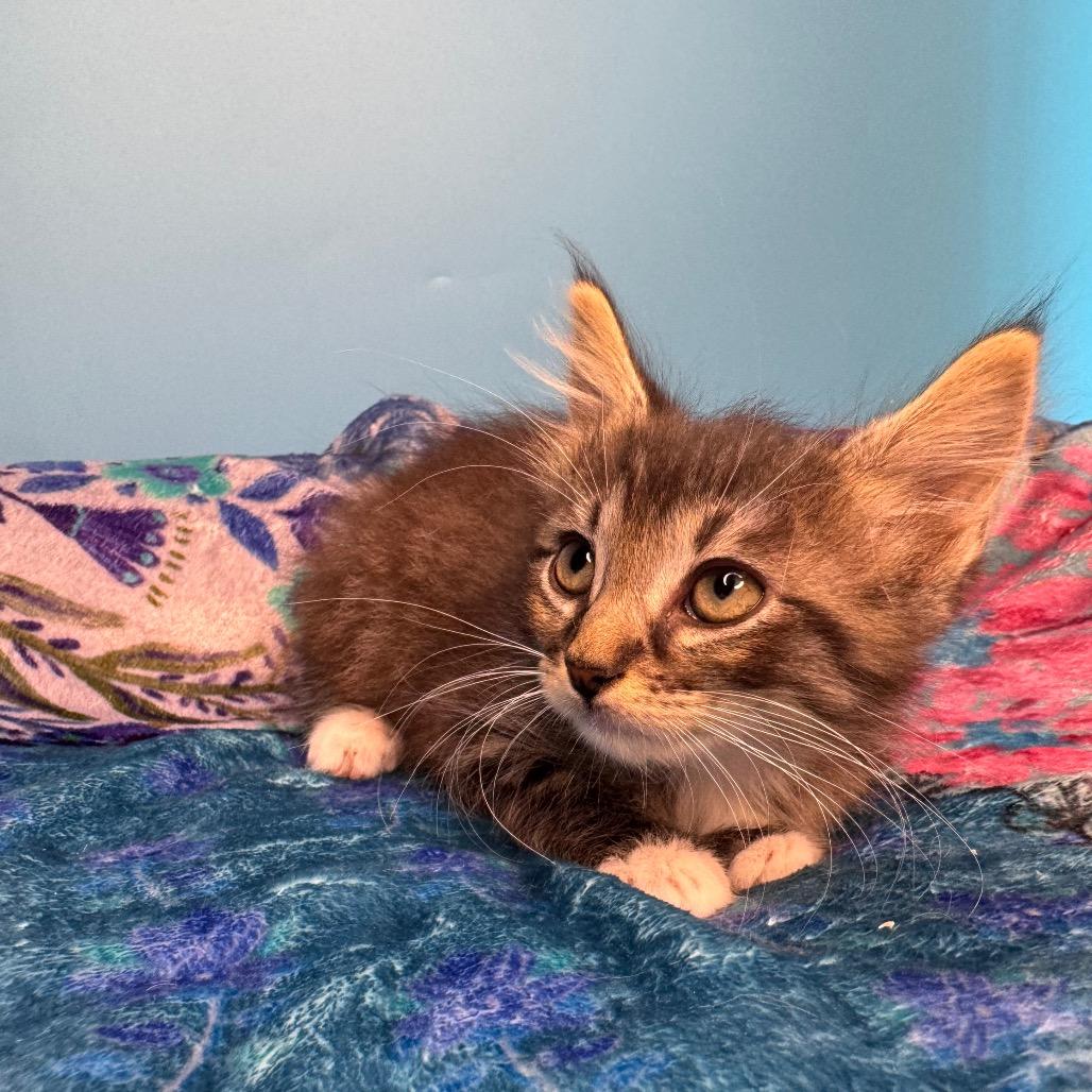 Josh Paramore, a Adoptable Domestic Medium Hair in San Antonio, TX image 2/6