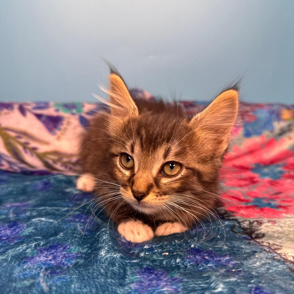 Josh Paramore, a Adoptable Domestic Medium Hair in San Antonio, TX image 3/6