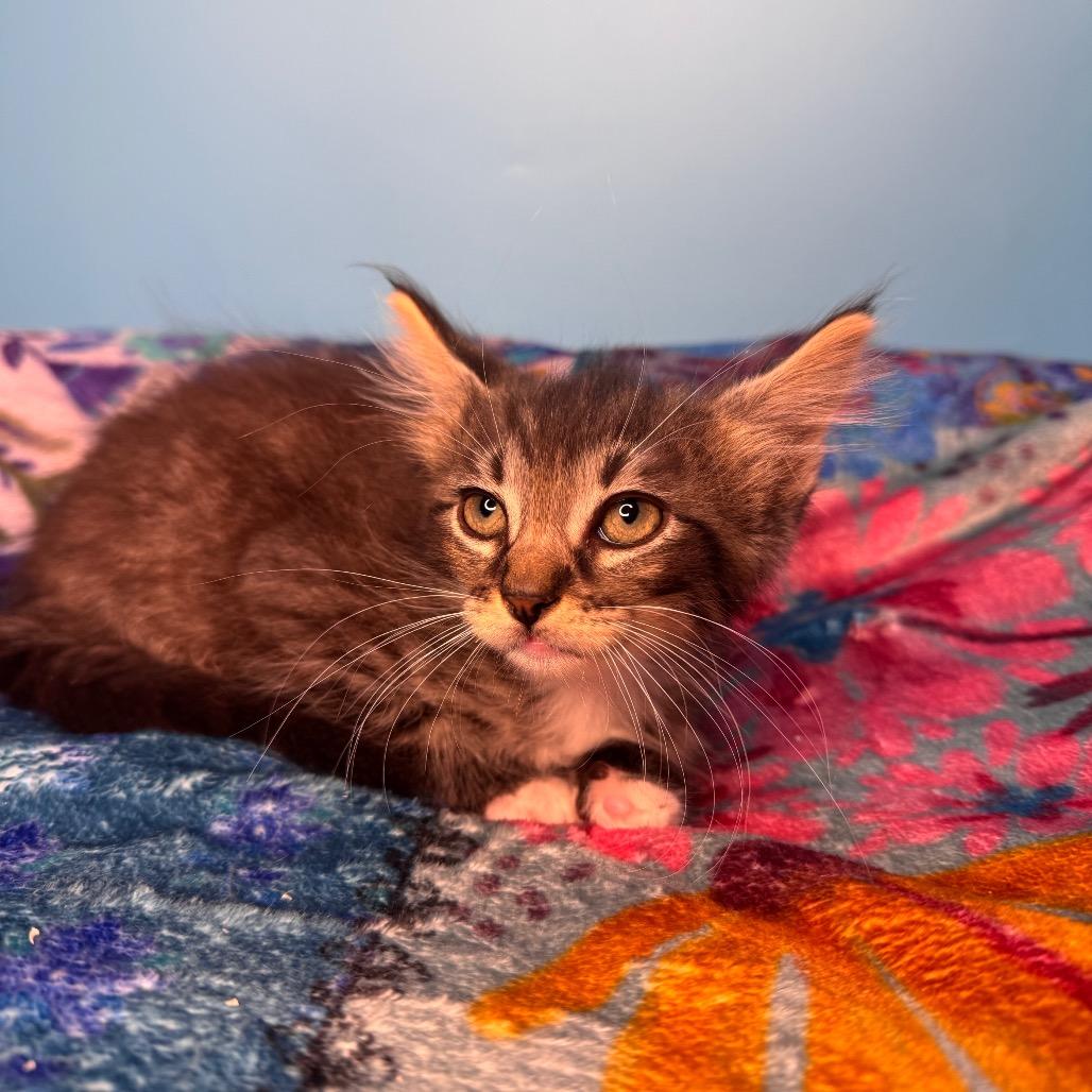 Josh Paramore, a Adoptable Domestic Medium Hair in San Antonio, TX image 4/6