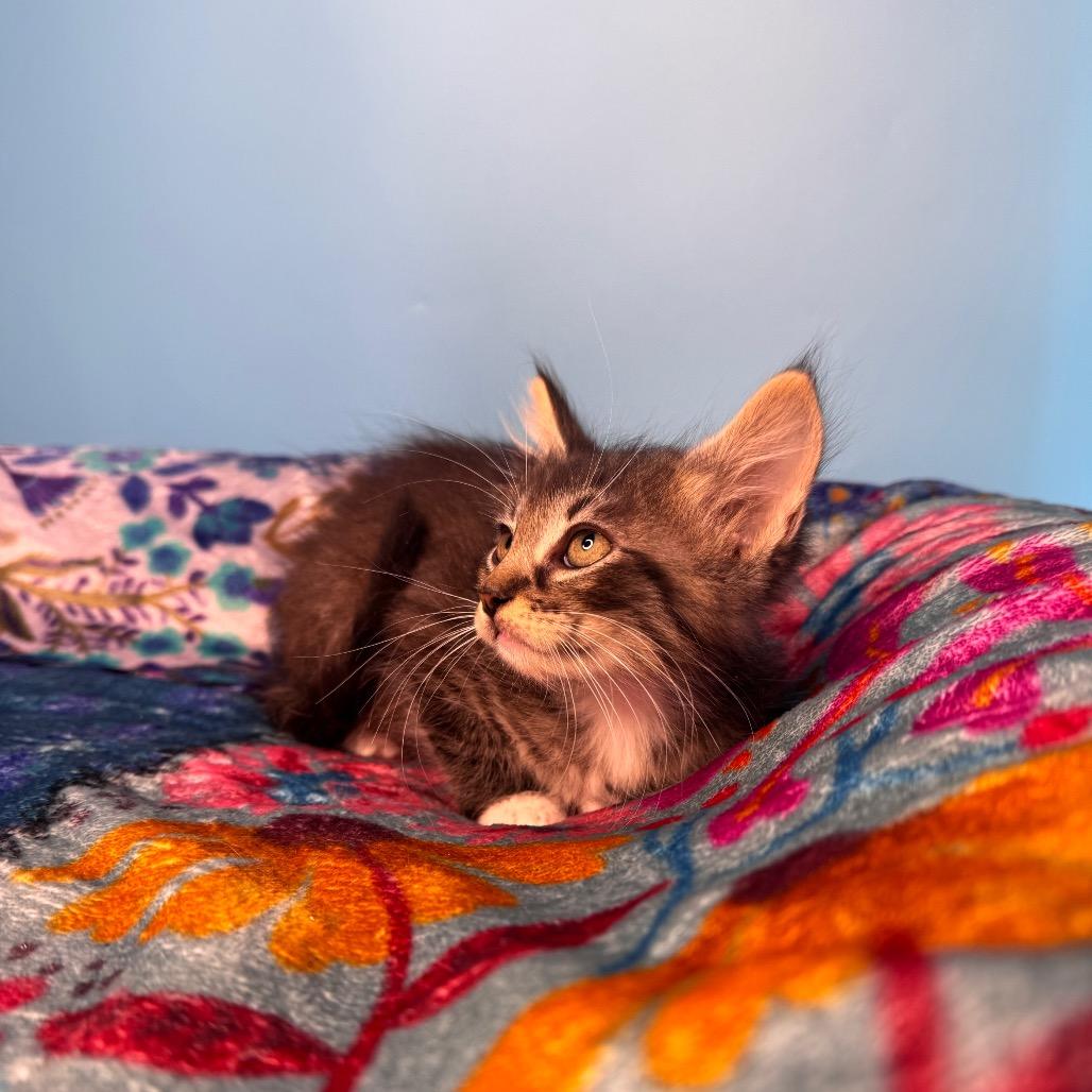 Josh Paramore, a Adoptable Domestic Medium Hair in San Antonio, TX image 5/6