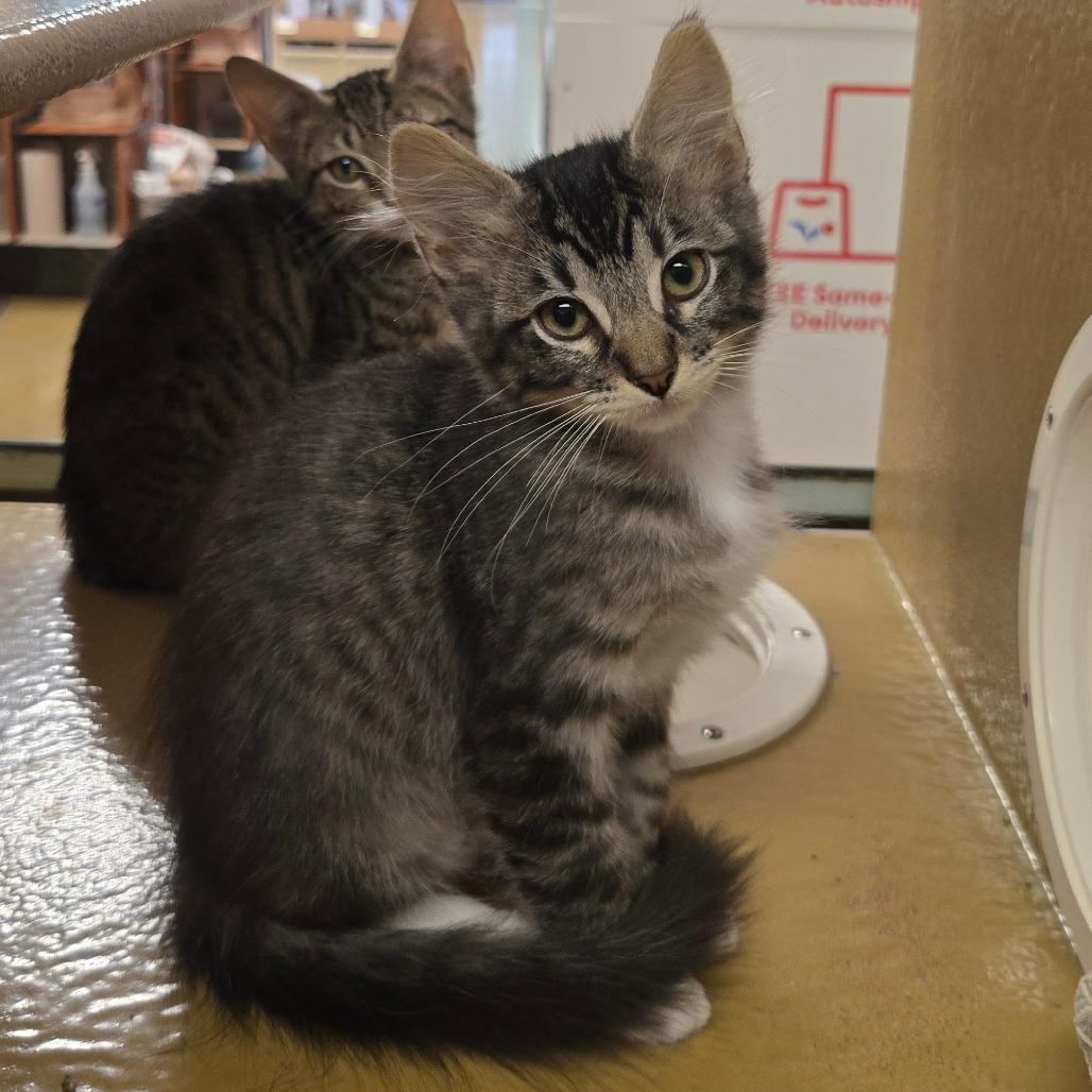 Josh Paramore, a Adoptable Domestic Medium Hair in San Antonio, TX image 6/6